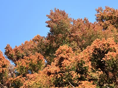 花粉症